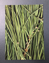 Load image into Gallery viewer, Undergrowth