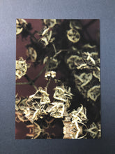 Load image into Gallery viewer, Rare Bird