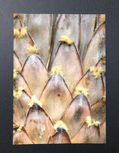 Load image into Gallery viewer, Prothea