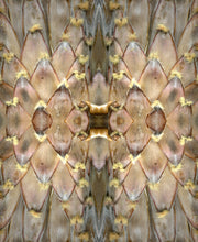 Load image into Gallery viewer, Prothea