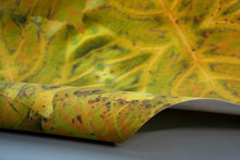 Load image into Gallery viewer, Molasses